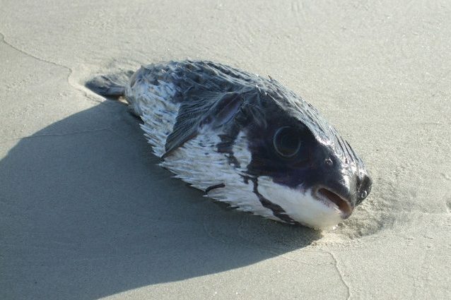 Zona Morta enorme sta per formarsi nel Golfo del Messico: cos’è e perché farà strage di animali