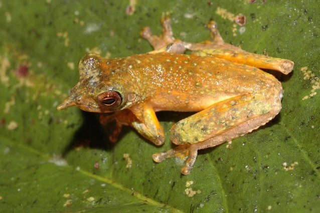 Litoria vivissima. Credit: Stephen Richards