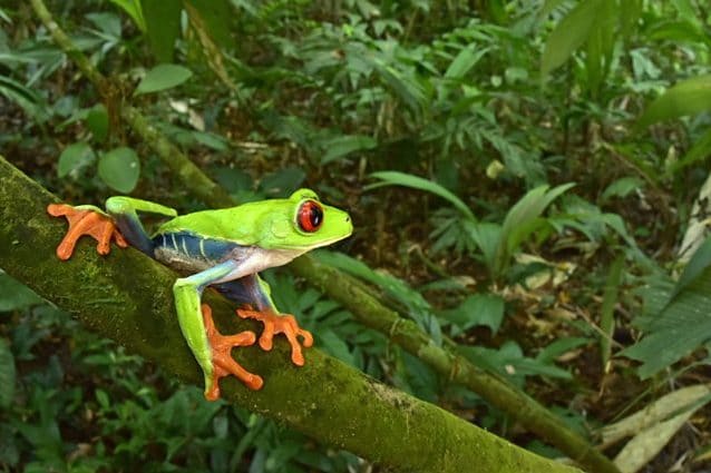 Credit: Trond Larsen / Conservation International