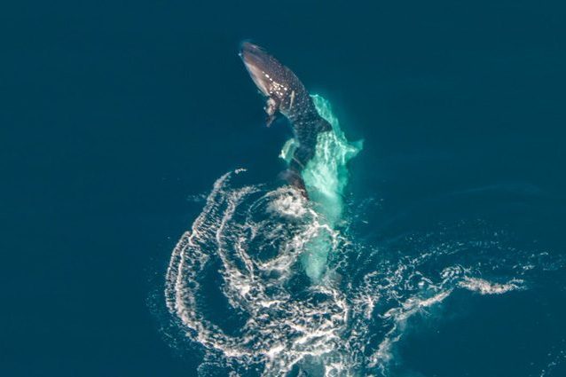 Credit: Tiffany Klein/Ningaloo Aviation
