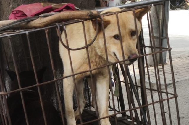 Festival di Yulin, cani rapiti e uccisi a bastonate: ma a volte c'è il lieto fine