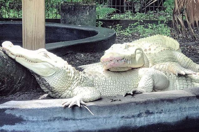 Credit: Wild Florida Airboats and Gator Park