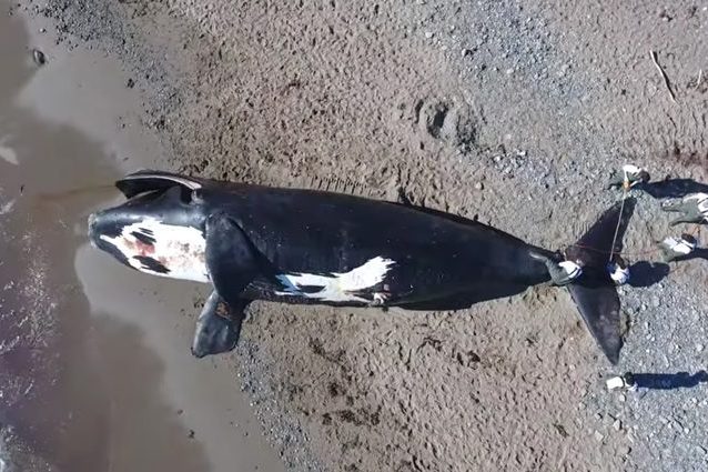 Credit: Marine Animal Response Society