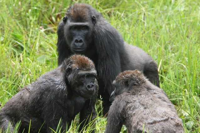 Credit: Wildlife Conservation Society