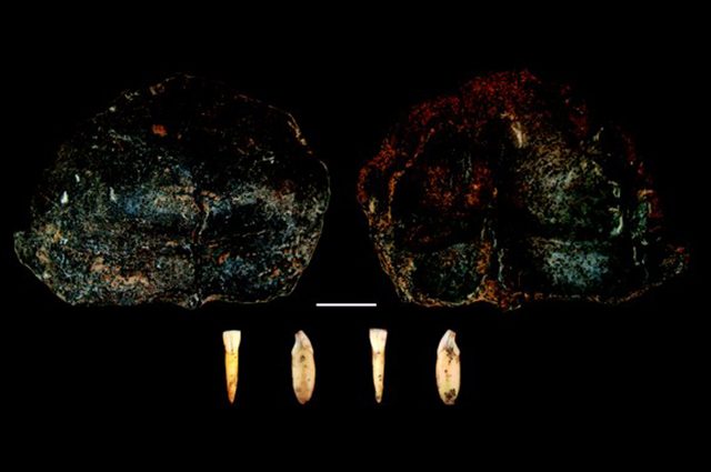 I resti umani più antichi del Nord Italia emersi da una grotta piemontese: hanno 300mila anni