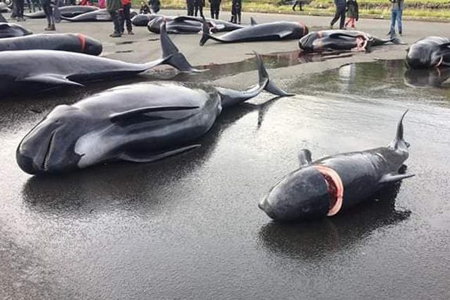 Una femmina incinta e un piccolo Credit: Sea Shepherd