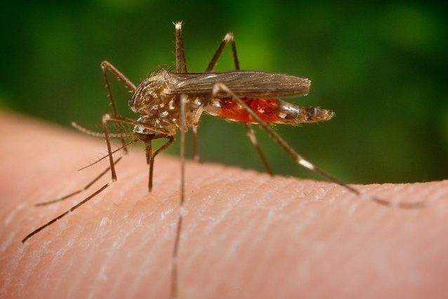 Zanzara giapponese. Credit: James Gathany, CDC