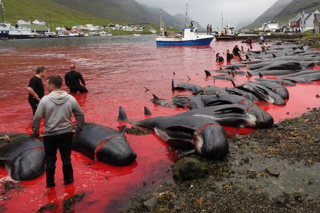 Immagine di repertorio. Credit: Sea Shepherd