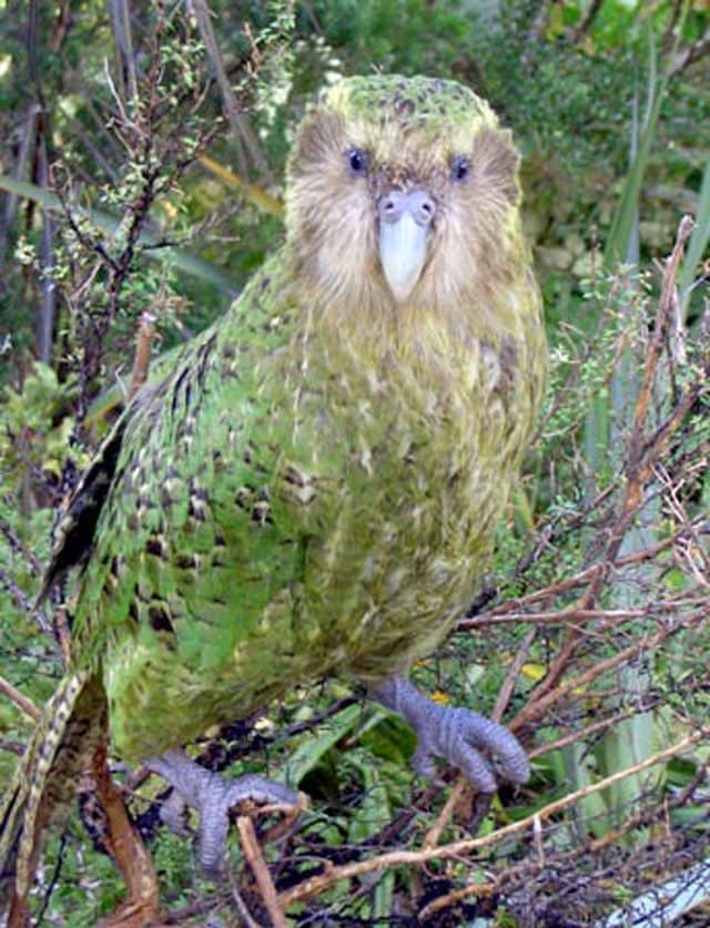 Un cacapò. Credit: Wikipedia