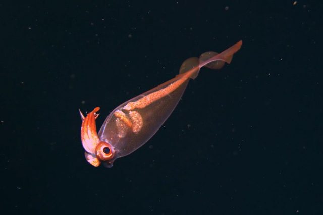 Credit: Credit: NOAA / UAF / Oceaneering