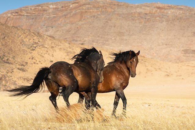 Credit: Namibia Wild Horses Foundation