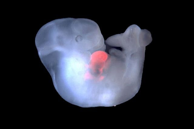 Chimera uomo–maiale. Credit: Salk Institute