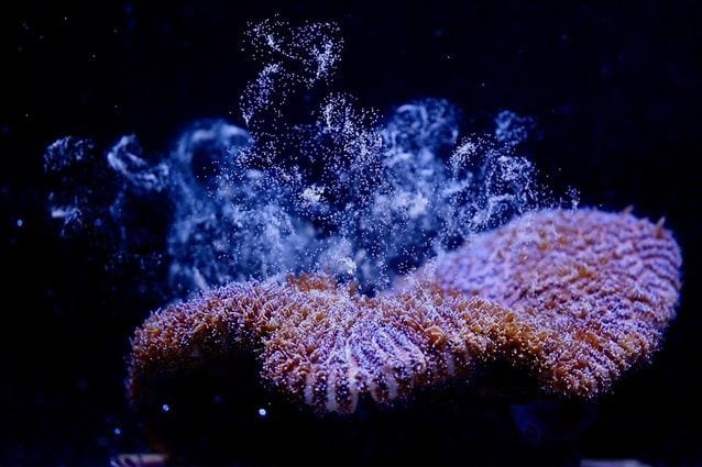 Credit: Florida Aquarium