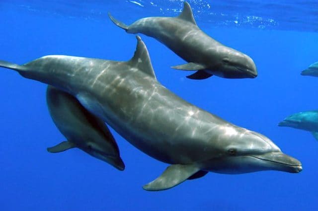 Il Cetaceo Con Un Lungo Dente Aguzzo