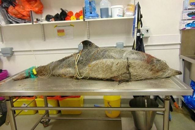 L’atroce morte di un delfino ucciso da una rete “fantasma”: veterinario pubblica foto drammatiche