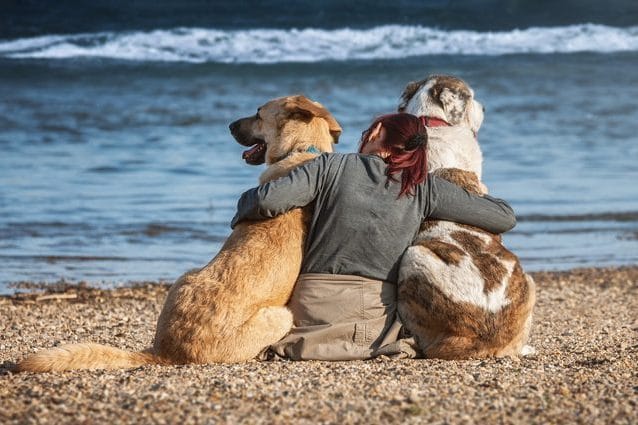 dove si trova la prostata del cane de