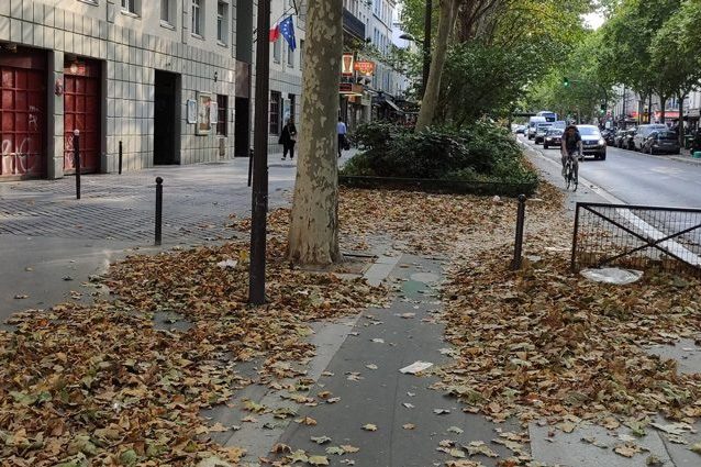 anello albero e cambiamento climatico