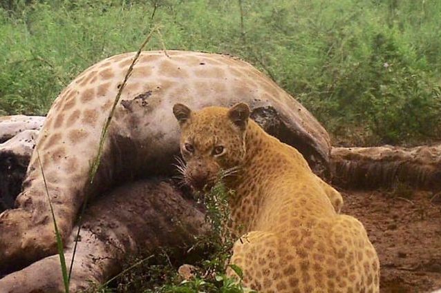 Credit: Black Leopard Mountain Lodge/Facebook