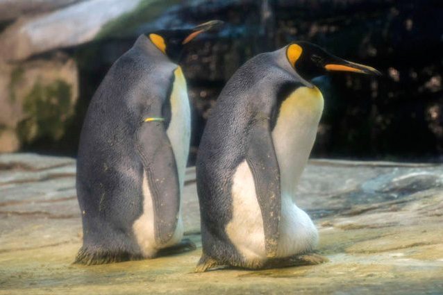 Credit: Zoo di Berlino