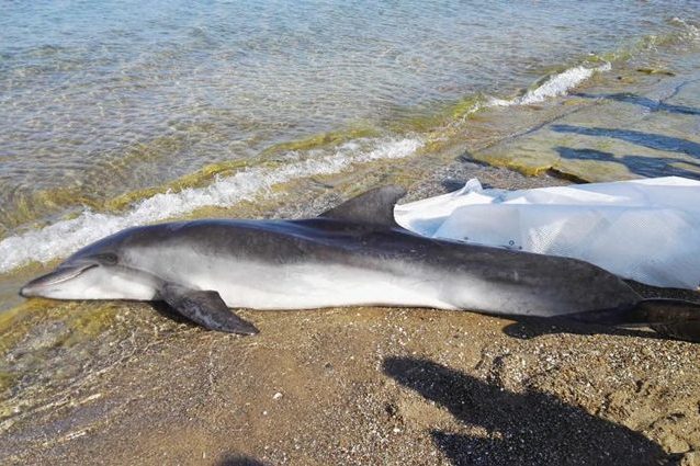 Uno dei tursiopi trovati morti in Toscana Credit: Arpatnews