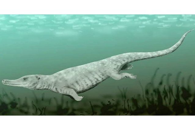 Remingtonocetus harudiensis Credit: N. Tamura