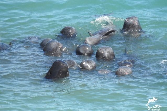 Credit: Dolphin Project