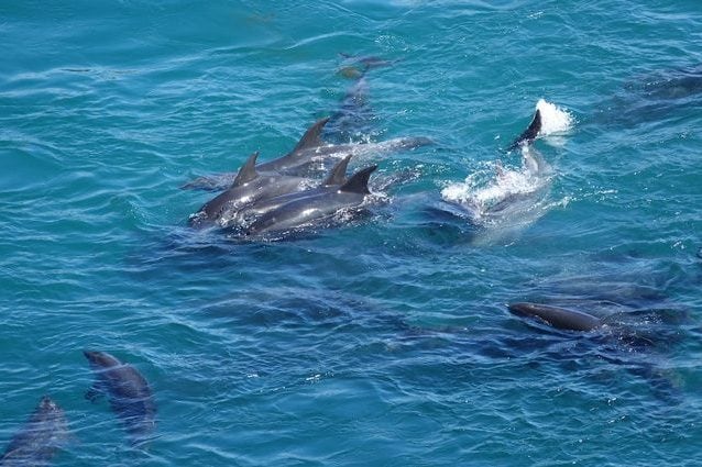 Credit: Dolphin Project
