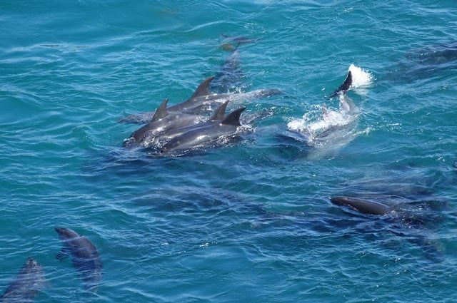 Riaperta la caccia ai delfini in Giappone, massacrata la prima famiglia. Da luglio uccise 150 balene