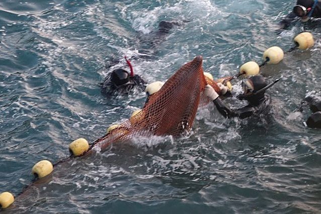 Credit: Dolphin Project