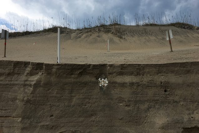 Un nido di tartaruga "esposto" da Dorian nella Carolina del Nord. Credit: Cape Hatteras National Seashore