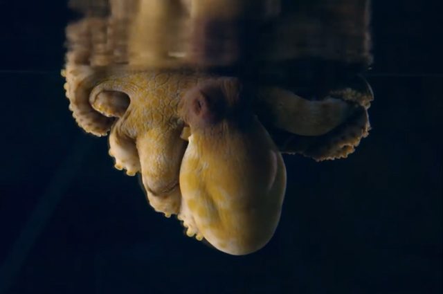 Credit: PBS Nature/Screenshot