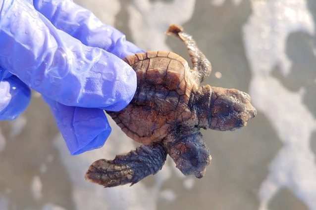 Credit: Sea Turtle Patrol