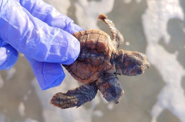 Credit: Sea Turtle Patrol