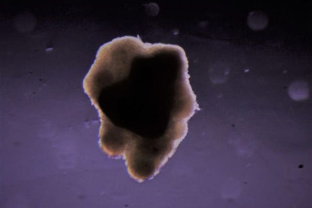 Credit: 3D Bioprinting Solutions