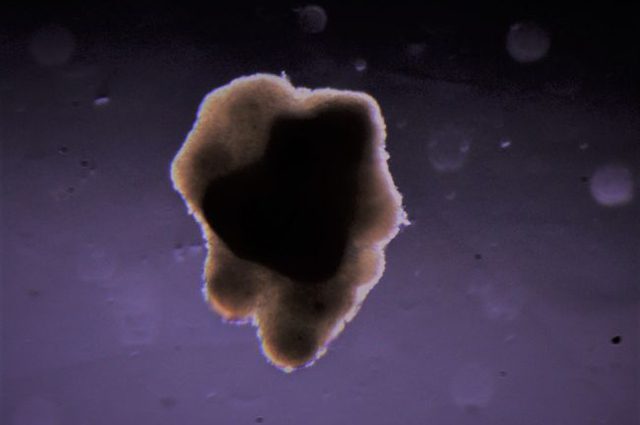 Credit: 3D Bioprinting Solutions