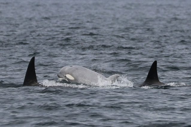 Credit: Island Adventures Whale Watching