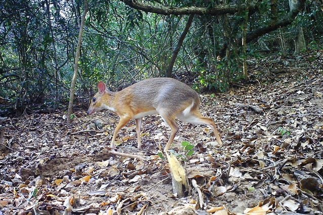 Un esemplare di tragulo del Vietnam. Credit: Southern Institute of Ecology/Global Wildlife Conservation/Leibniz Institute for Zoo and Wildlife Research/NCNP