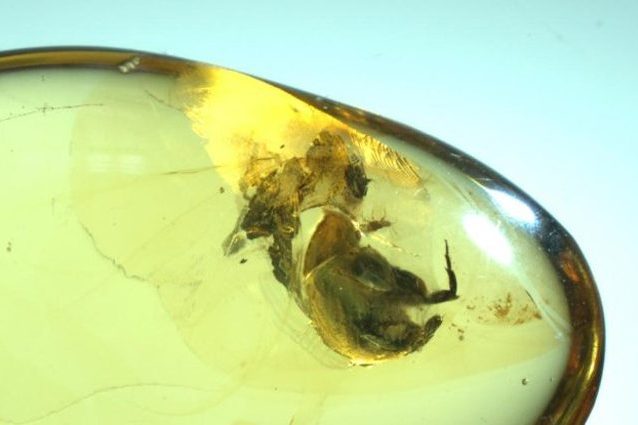 Blocco d’ambra con insetto impollinatore. Credit: Istituto di geologia e paleontologia di Nanchino