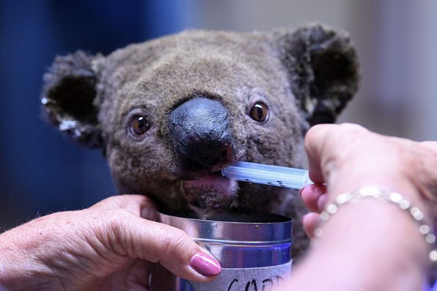 Un koala salvato dai roghi di Port Macquarie