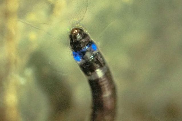 Larva di Neoceroplatus betaryiensis. Credit: Henrique Domingos/IPBIO