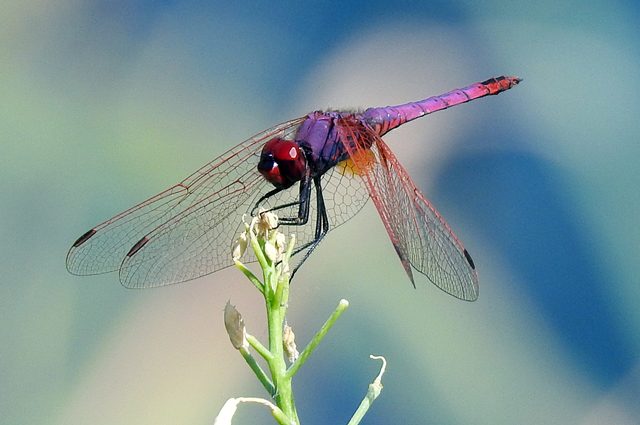 Libellula scarlatta. Credit: Andrea Centini