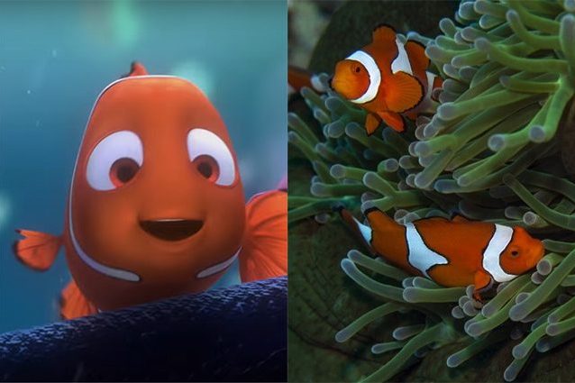 A sinistra "Nemo" di "Alla Ricerca di Nemo", a destra pesci pagliaccio in un anemone. Credit: Pixar/Screenshot Youtube– Simon Thorrold (WHOI)