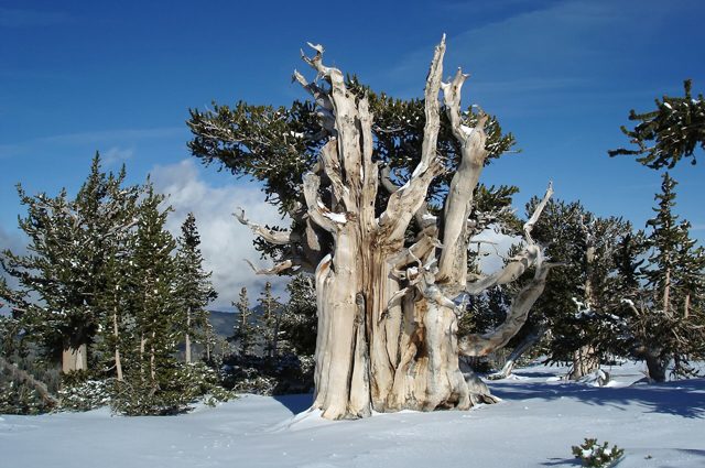 Pinus longaeva