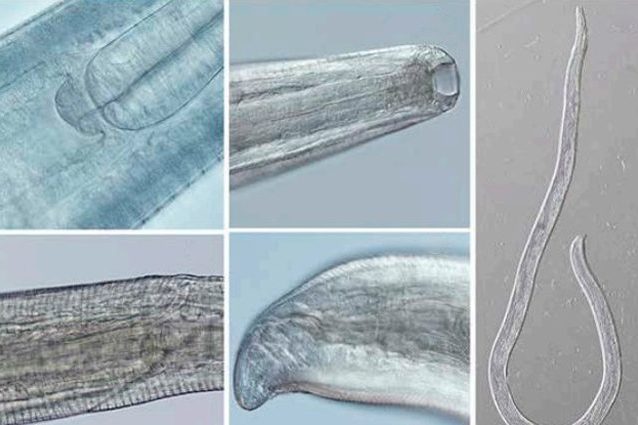 Credit: Bradbury et al./American Journal of Tropical Medicine and Hygiene