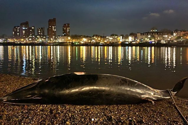 La balenottera minore morta nel Tamigi. Credit: drgarethmottram/Instagram