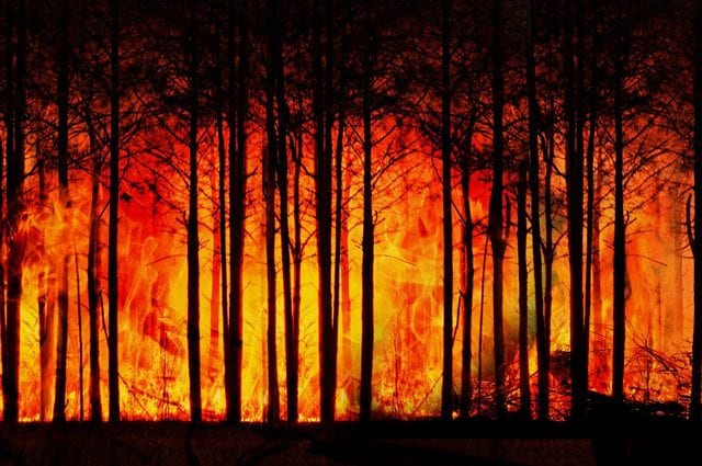Una foresta in fiamme. Credit: Geralt