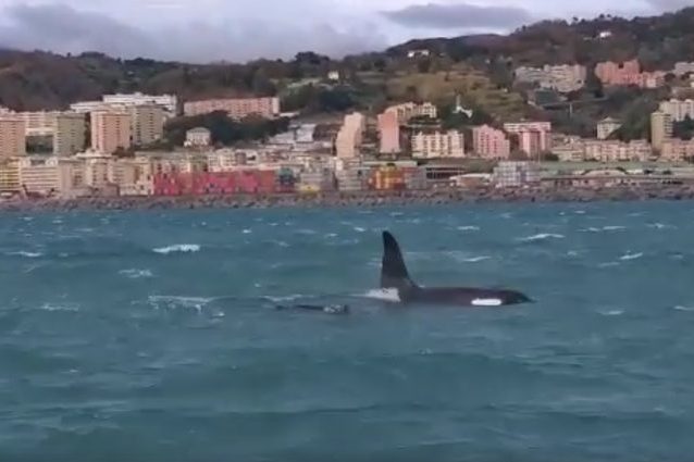 Il pod di orche a Genova. Nell’immagine si vede il maschio adulto. Credit: Guardia Costiera/Istituto Tethys/Facebook