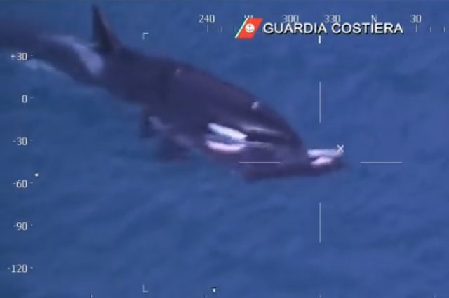 Mamma orca trascina il corpo del piccolo morto. Credit: Guardia Costiera