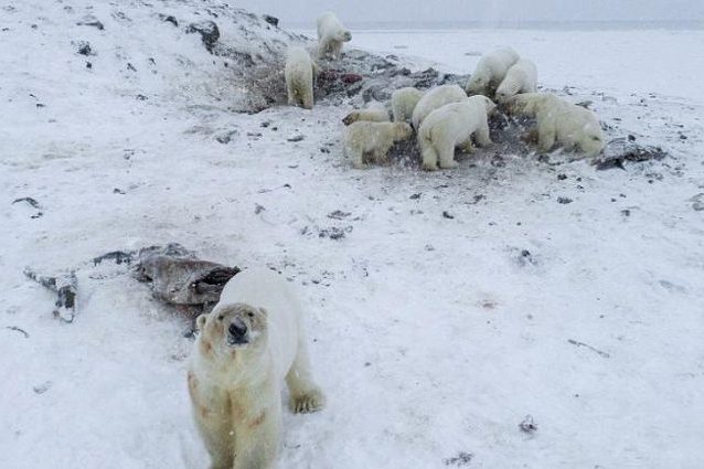 Gli orsi polari nei pressi di Ryrkaypiy. Credit: Maxim Dyominov/WWF