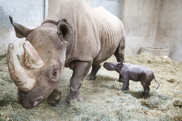 Il piccolo rinoceronte nero appena nato e sua madre Doppse Credit: Zoo Potter Park